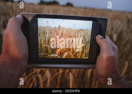 Mani di contadini che fotografano il campo di segale attraverso un tablet PC in azienda Foto Stock