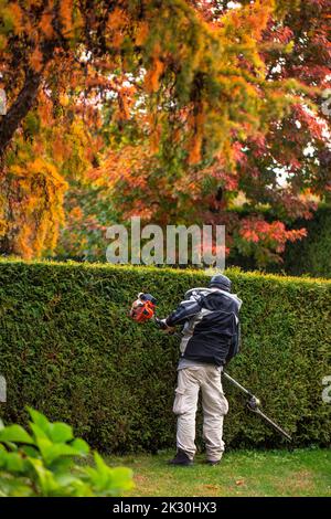 Un giardiniere si prende cura di una siepe, in un parco o vicino a un cottage privato. Concetto di giardinaggio. Foto Stock