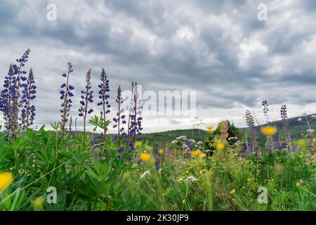 Lupino fiori in prato sotto cielo nuvoloso Foto Stock