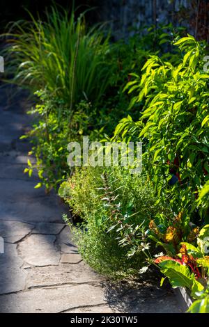 Giardino di verdure ed erbe in terrazza nelle giornate di sole Foto Stock