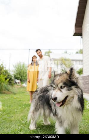 Alaskan Malamute di fronte a padre e figlia nel cortile posteriore Foto Stock