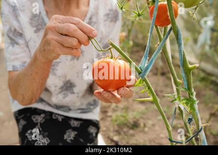 Donna anziana con pomodori in serra Foto Stock