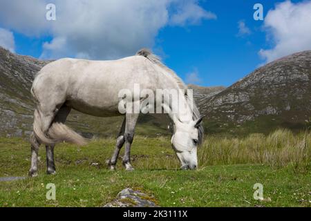 Cavallo bianco pascolo su prato nelle giornate di sole Foto Stock