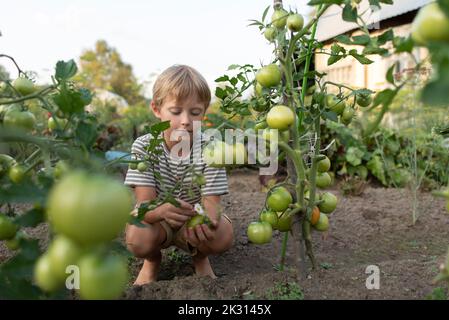 Ragazzo biondo accovacciato coltivando piante di pomodoro in giardino Foto Stock