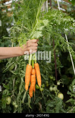 Mano di donna che tiene carote appena raccolte in serra Foto Stock