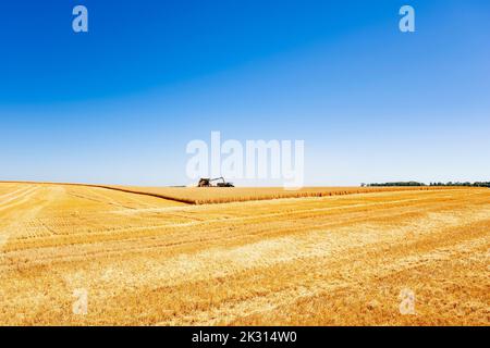 Mietitrebbia in un vasto campo di grano in estate Foto Stock