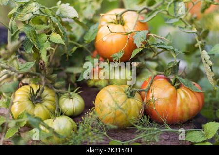 Pomodori che crescono in giardino Foto Stock