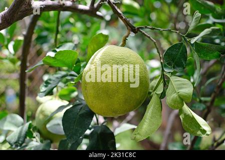 Verde pomelo frutta che cresce su un ramo in Vietnam Foto Stock