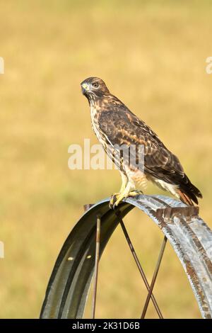 Un bellissimo falco a zampe ruvide è appollaiato su una ruota di irrigazione in cerca del suo prossimo pasto nell'Idaho settentrionale. Foto Stock