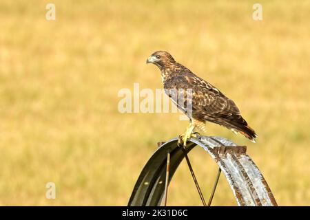 Un bellissimo falco a zampe ruvide è appollaiato su una ruota di irrigazione in cerca del suo prossimo pasto nell'Idaho settentrionale. Foto Stock