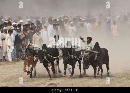 Tandlianwala, Punjab, Pakistan. 23rd Set, 2022. Contadino pakistano guida i loro tori durante la competizione della tradizionale Suhaga bull Race, Bull Patti corsa sul 50th URS annuale di Hazrat PIR Mhuhammad Barkat Ali Noshahi, Chishti, Qadri, Sabri a 456 GB Kanjwani Tandlianwala distretto Faislabad circa 150km da Lahore in un angolo rurale del Pakistan. (Credit Image: © Rana Sajid Hussain/Pacific Press via ZUMA Press Wire) Credit: ZUMA Press, Inc./Alamy Live News Foto Stock