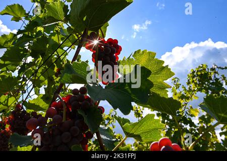 Werder, Germania. 21st Set, 2022. Sul Wachtelberg di Werder è iniziata la vendemmia dei vigneti della cantina Dr. Lindicke. Su una superficie di 6,2 ettari in uno dei vigneti di qualità più settentrionali d'Europa, si coltivano le varietà Müller-Thurgau, Cabernet Blanc, Sauvignon Blanc ed altre. I vini vengono trasformati e imbottigliati nella propria enoteca dell'azienda a conduzione familiare. Quest'anno il raccolto si rivela bene. Credit: Jens Kalaene/dpa/ZB/dpa/Alamy Live News Foto Stock