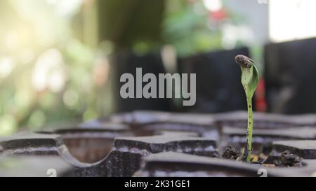 Piante verdi giovani meloni crescono su terreno fertile nella stagione delle piogge. Messa a fuoco selettiva. Piante semina, germinazione di piante, radicola, cotiledone Foto Stock