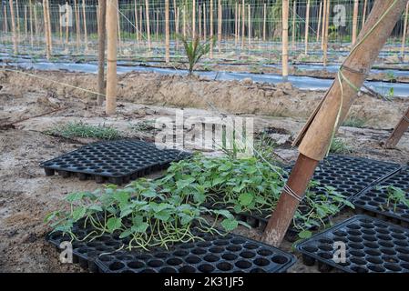 sedano e crescere stater vassoio di plastica nera trovato presso la vite strisciante pianta agricola fattoria Foto Stock