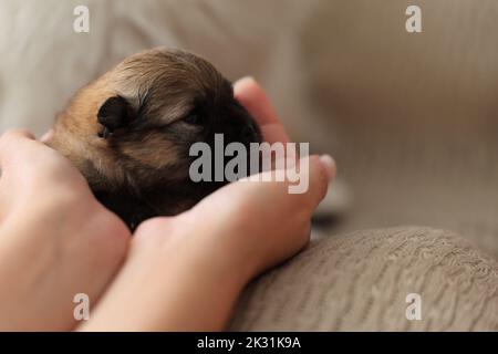 Cucciolo neonato dorme tra le braccia, primo piano. cucciolo pomeranian spitz Foto Stock