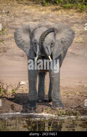 L'elefante africano si alza sollevando il tronco accanto al fiume Foto Stock