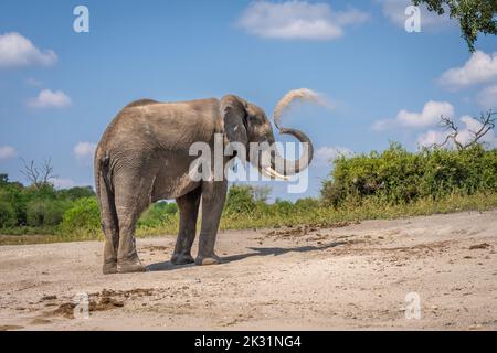 L'elefante africano si alza sollevando il tronco che squirting sabbia Foto Stock