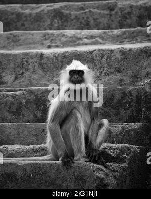 Un'immagine in scala di grigi di una scimmia di Langur grigia seduta su scale di pietra guardando la macchina fotografica Foto Stock