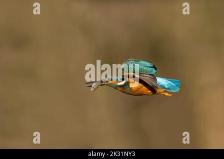 Martin pescatore comune Alcedo atthis, giovane maschio che vola con tre-spined stickleback Gasterosteus aculeatus, preda in becco, Suffolk, Inghilterra, settembre Foto Stock