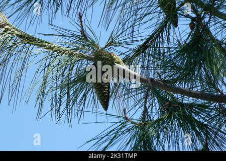 Coni di pino di Pinus halepensis Foto Stock