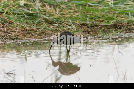 Glossy ibis, Plegadis falcicinellus, nel Parco Naturale di El Hondo, comune di Crevillente, provincia di Alicante, Spagna Foto Stock