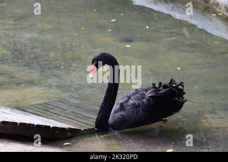 Black Swan Foto Stock