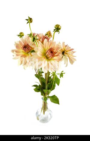 Multicolore, rosa chiaro e giallo dahlia fioritura fiori isolati su sfondo bianco Foto Stock
