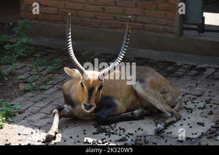 Cervi innocenti Foto Stock