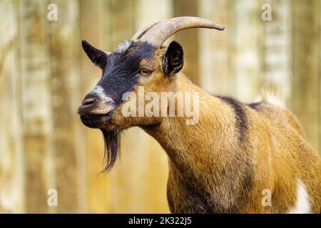 Capra maschio con corna grandi e goatee di fronte alla parte anteriore Foto Stock