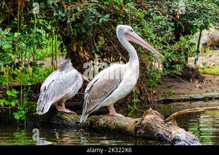 Due pellicani arroccati su un tronco nell'acqua del lago con vegetazione verde. Foto Stock
