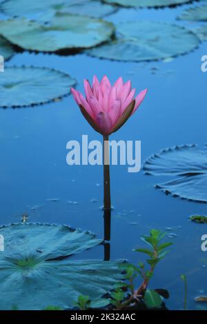 Lotus luce rosa viola galleggianti brillare di luce sullo sfondo viola Foto Stock