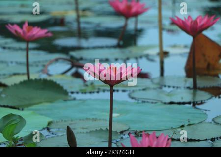Lotuses rosa fioriscono su un laghetto ornamentale nel giardino. Fiore di loto Marliacea Rosea o acqua rosa giglio lat. Ninfea. Sfondo floreale naturale. Brig Foto Stock