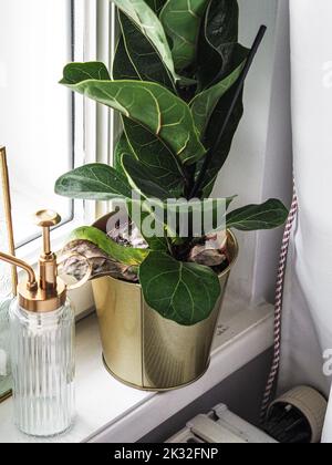 Un primo piano verticale di una grande pianta in una pentola e un dispenser di sapone di vetro su un davanzale Foto Stock