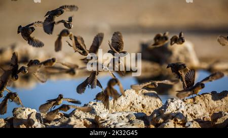 Gregge di Weaver socievole in volo sopra la buca d'acqua nel parco transfrontaliero di Kgalagadi, Sudafrica; famiglia di specie Philetairus socius di Ploceidae Foto Stock