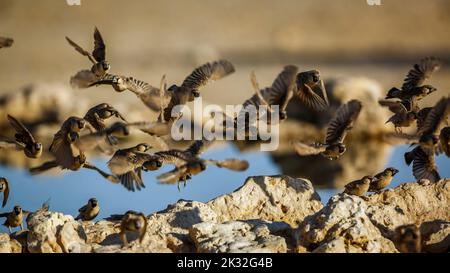 Gregge di Weaver socievole in volo sopra la buca d'acqua nel parco transfrontaliero di Kgalagadi, Sudafrica; famiglia di specie Philetairus socius di Ploceidae Foto Stock