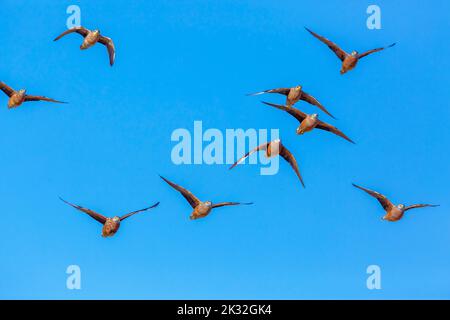 Flock of Burchell's Sandgrouse in volo isolato in cielo blu nel parco di Kgalagadi, Sudafrica; specie Pterocles burchelli famiglia di Pter Foto Stock