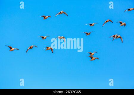 Flock of Burchell's Sandgrouse in volo isolato in cielo blu nel parco di Kgalagadi, Sudafrica; specie Pterocles burchelli famiglia di Pter Foto Stock