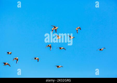 Flock of Burchell's Sandgrouse in volo isolato in cielo blu nel parco di Kgalagadi, Sudafrica; specie Pterocles burchelli famiglia di Pter Foto Stock