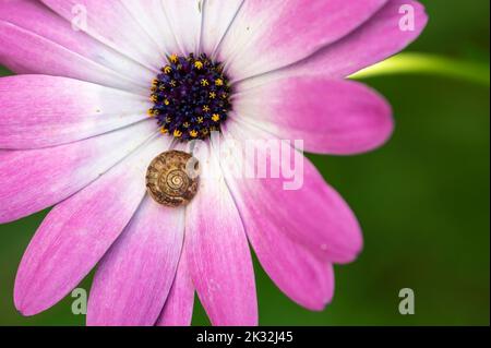 Vista ravvicinata di un guscio di lumaca su un fiore rosa con sfondo verde. Foto Stock