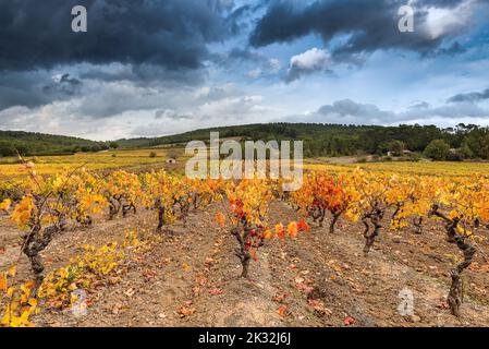 Vista panoramica del vigneto in Provenza in colori giallo autunno contro le drammatiche nuvole tempesta autunno Foto Stock