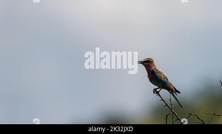 Rullo al lilla (Coracias caudatus) Riserva Naturale di Pilanesberg, Sudafrica Foto Stock