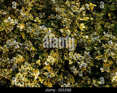 Primo piano dell'arbusto da giardino sempreverde con foglie variegate di colore giallo e crema Euonymus Emerald N Gold una buona aggiunta a qualsiasi giardino. Foto Stock