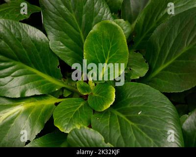 Primo piano del terreno erbaceo sempreverde bassa crescita perenne Bergenia Bressingham bianco o elefanti orecchie Bressingham bianco per l'ombra. Foto Stock