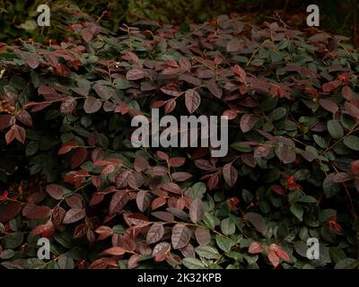 Primo piano del giardino semi-sempreverde arbusto Loropetalum chinense rubrum Blush con foglie giovani rosso-viola visto a fine settembre. Foto Stock