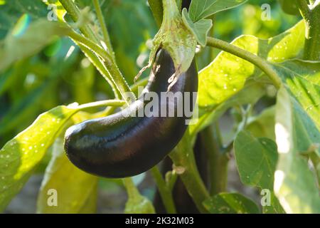 Pianta di melanzana che cresce in giardino. Raccolta di verdure melanzane. Frutto di melanzane e foglie verdi Foto Stock