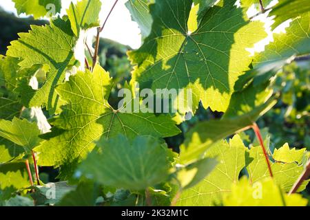 L'uva lascia alla luce del sole al mattino Foto Stock