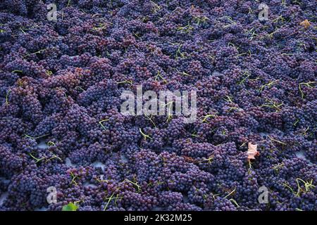 Uve raccolte di fresco sparse nei pavimenti di trebbiatura. uva sultana , famosa uva passera Corinzia. Processo di asciugare al sole. Foto Stock