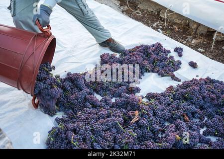 Contenitore di svuotamento dell'operaio pieno di uva sultana appena raccolta, famosa uva passita Corinzia, sui pavimenti di trebbiatura. Processo di asciugare al sole. Foto Stock