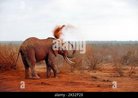 Elefante che si doccia con la polvere rossa. (Terza immagine in una serie di cinque). Tsavo Est, Kenya Foto Stock