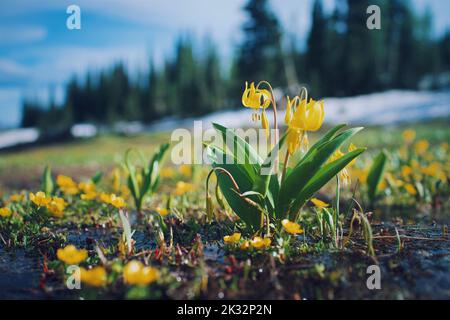 Un giglio di valanga giallo grazioso nel campo in una giornata di sole luminoso Foto Stock